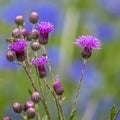 Cirsium lineare Thunb. Royalty Free Stock Photo