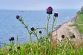 Cirsium maackii Maxim. family Asteraceae, Blooming Thistle Maak in the bay of Akhlestyshev on the island of Russian. Russia, Vla