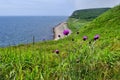 Cirsium maackii Maxim. family Asteraceae, Blooming Thistle Maak in the bay of Akhlestyshev on the island of Russian. Russia, Vla