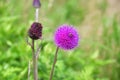 Cirsium maackii Maxim. family Asteraceae, Blooming Thistle Maak in the bay of Akhlestyshev on the island of Russian. Russia, Vla