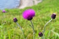 Cirsium maackii Maxim. family Asteraceae, Blooming Thistle Maak in the bay of Akhlestyshev on the island of Russian. Russia, Vla