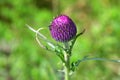 Cirsium maackii Maxim. family Asteraceae, Blooming Thistle Maak in the bay of Akhlestyshev on the island of Russian. Russia, Vla