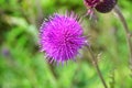 Cirsium maackii Maxim. family Asteraceae, Blooming Thistle Maak in the bay of Akhlestyshev on the island of Russian. Russia, Vla Royalty Free Stock Photo