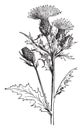 Cirsium Muticum vintage illustration