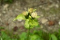 Cirsium oleraceum marsh thistle blooming in meadow Royalty Free Stock Photo