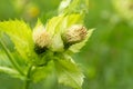 Cirsium oleraceum marsh thistle blooming in meadow Royalty Free Stock Photo