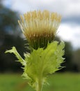 Cirsium oleraceum