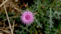 Cirsium setosum,Excellent Potherb Royalty Free Stock Photo