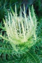 Cirsium spinosissimum, white thistle