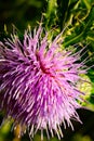 Cirsium - Thistle blooming in late summer.