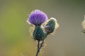 Cirsium thistle blooming in summer aster