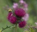 Cirsium thistle flower with bee