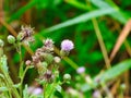 Cirsium Thistle Purple Wildflower Weed Growing in a Prairie Meadow