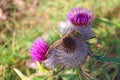 Cirsium vulgare flower, the spear thistle, bull thistle, or common thistle, selective focus