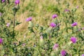 Cirsium vulgare plant