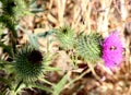 Cirsium vulgare, Spear thistle, Bull thistle