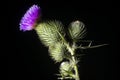 Bull Thistle Cirsium vulgare