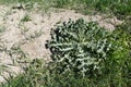 Cirsium vulgare thistle, Cirsium vulgare grass, first occurrence of thistle