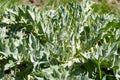 Cirsium vulgare thistle, Cirsium vulgare grass, first occurrence of thistle