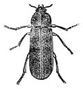 Cis Beetle, vintage engraving Royalty Free Stock Photo
