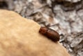 Cis, tree-fungus beetle on mushroom growing on deciduous wood Royalty Free Stock Photo