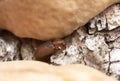 Cis, tree-fungus beetle on mushroom growing on deciduous wood Royalty Free Stock Photo