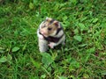 Ciscaucasian hamster Royalty Free Stock Photo