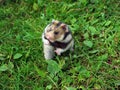 Ciscaucasian hamster