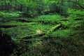 Cisowa Nature Reserve, Gdynia, Poland