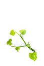Cissus quadrangularis L. white background in studio Royalty Free Stock Photo