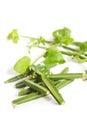 Cissus quadrangularis L. on white background.