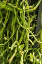Cissus quadrangularis plant