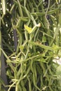 Cissus quadrangularis plants in nature garden