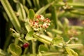 Cissus quadrangularis plants in nature garden