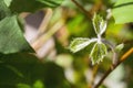 Cissus rhombifolia Royalty Free Stock Photo