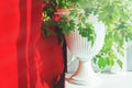 Cissus rhombifolia.Indoor plant Cissus yellow in a beautiful planter stands on a windowsill. Royalty Free Stock Photo