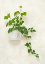 Cissus rhombifolia in pot on wall