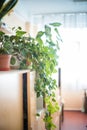 cissus rhombifolia Room plant of lyan in pot on cupboard against background of window Royalty Free Stock Photo