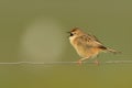 Cisticola juncidis - Zitting Cisticola