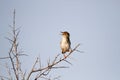 Cisticola singing from a flimsy branch