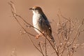 Cisticola sitting on dry twigs