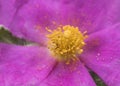 Cistus albidus the gray leaved cistus large pink flower with the central part orange yellow