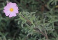 Cistus argenteus 'Silver Pink', Rock rose