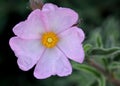 Cistus argenteus 'Silver Pink', Rock rose