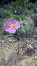 Cistus creticus pink flower Royalty Free Stock Photo