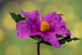 Cistus crispus curled leaved rock rose plant with deep purple pink flowers with stamens and orange pistil on homogeneous green Royalty Free Stock Photo