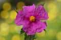 Cistus crispus curled leaved rock rose plant with deep purple pink flowers with stamens and orange pistil on homogeneous green Royalty Free Stock Photo