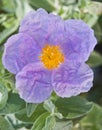 Cistus flower Royalty Free Stock Photo