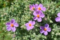 Cistus incanus Rock rose flowers growing in France