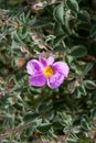 Petals and pistils: Cistus Incanus, a spontaneous plant of the Mediterranean maquis